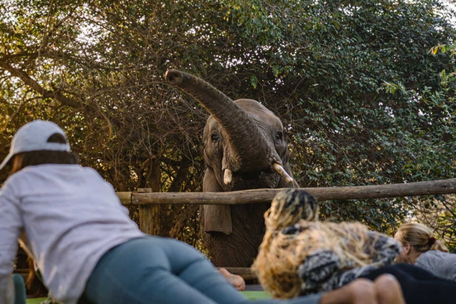 Close-up yoga pose beside an elephant in Chobe