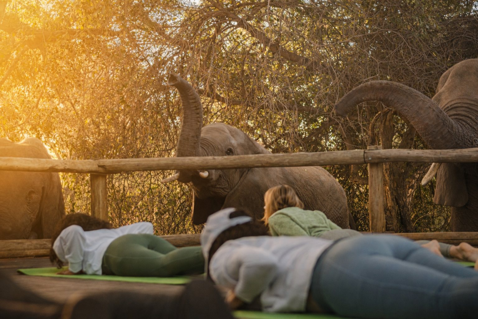 Yoga poses beside elephants in golden light