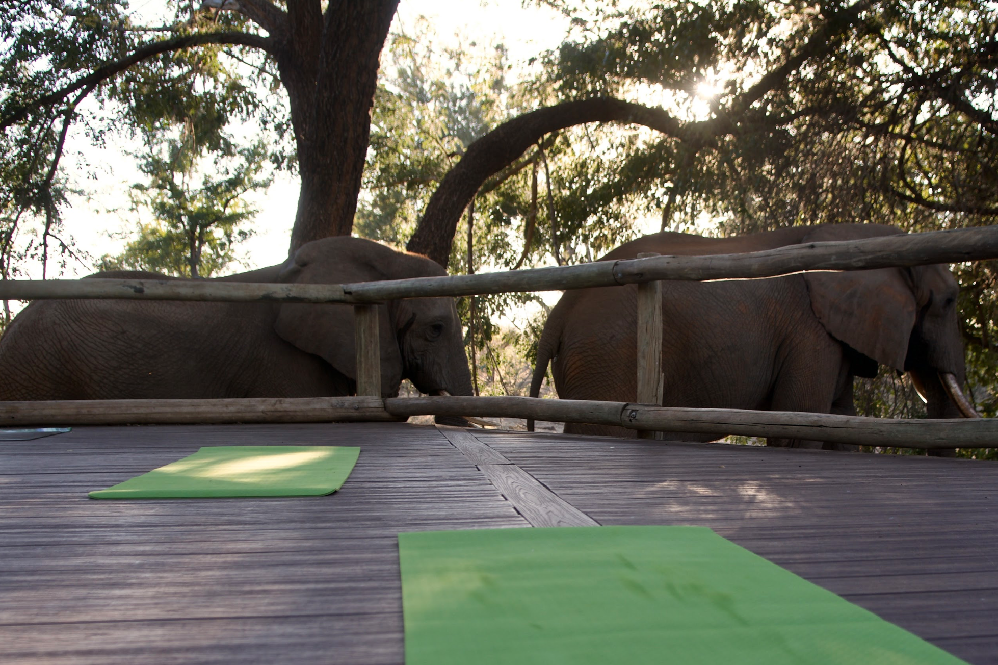 Group in lunge pose on a deck beside the river