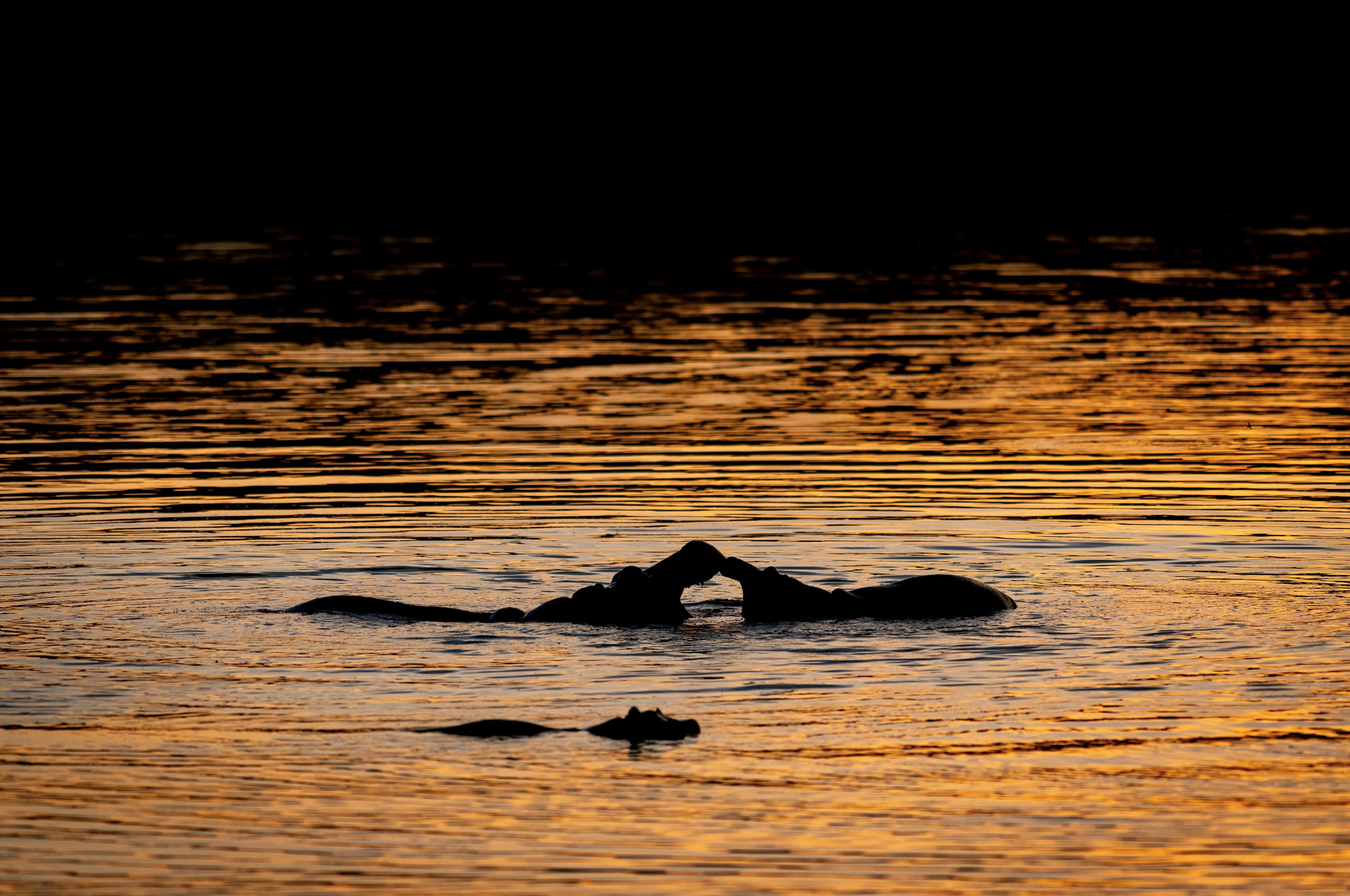 Guest in pigeon pose on a sandbank at sunset